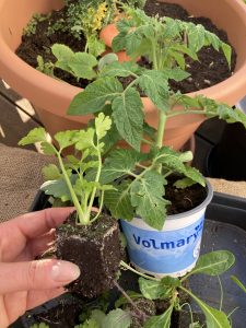 Sellerie Setzling im Erdballen und Tomate als Topfware.