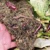 Kompostwürmer bei der Arbeit in der Wurmkiste.