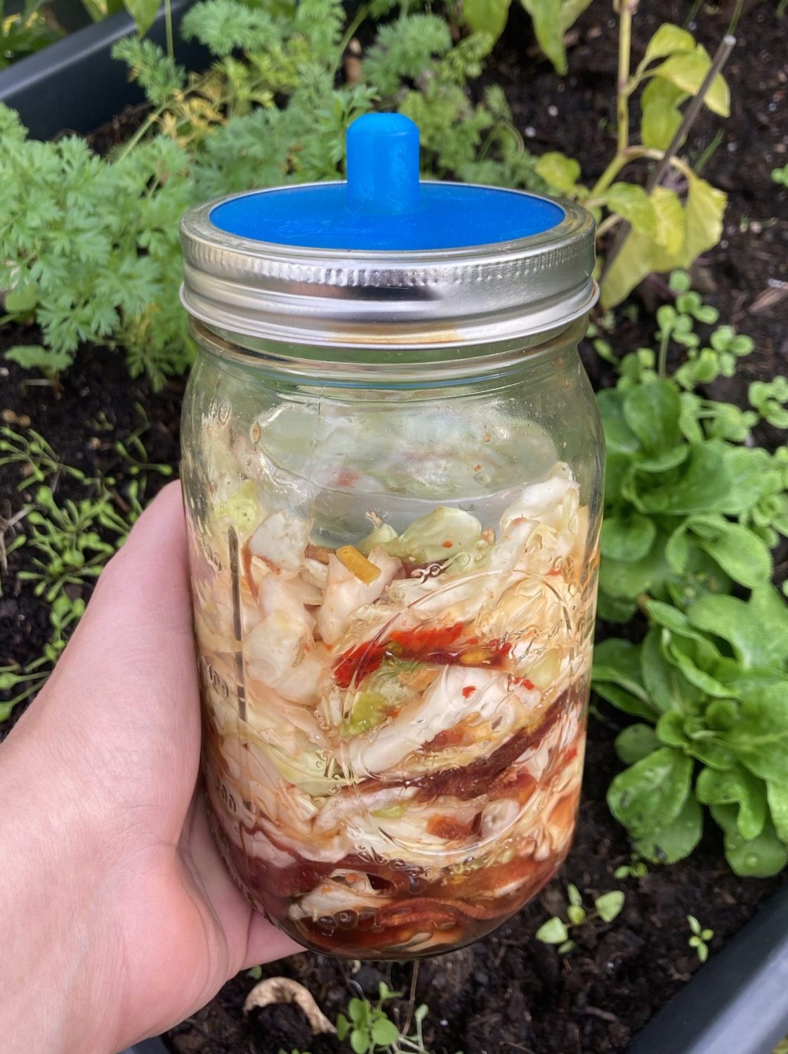 Kimchi fermentieren im Glas Jar.