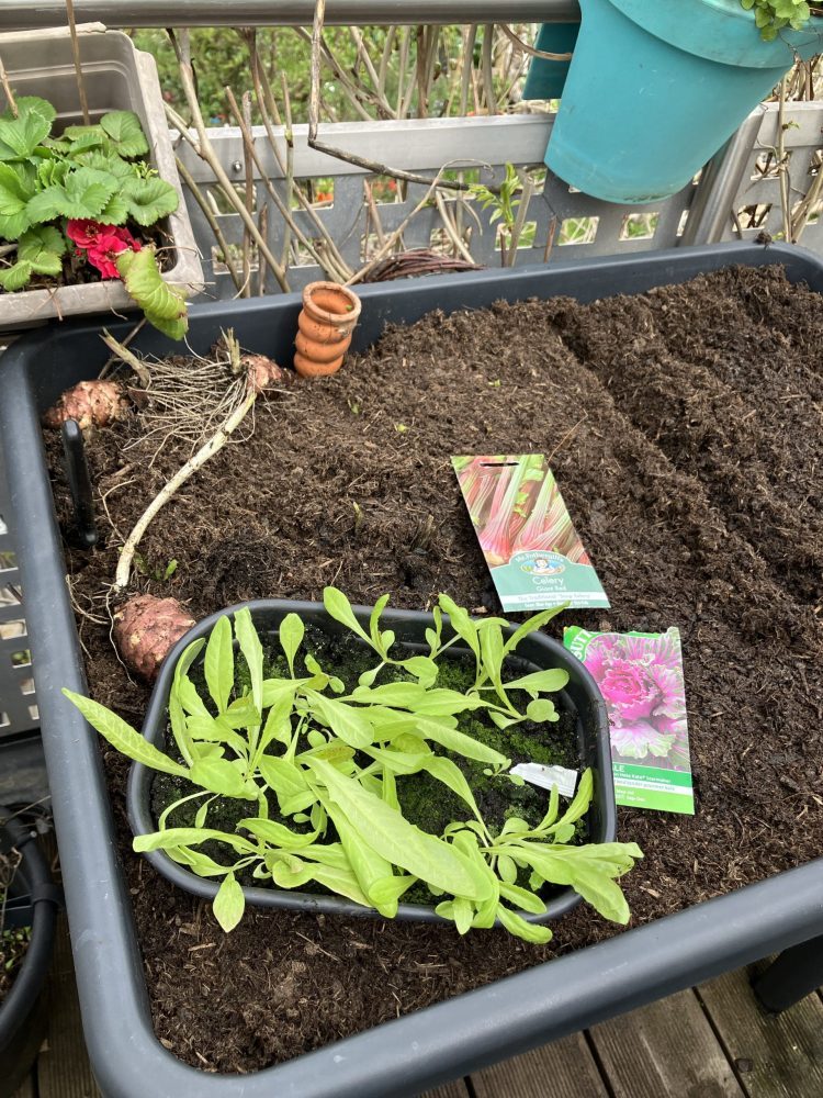 Balkon Hochbeet wird neu bepflanzt im April.