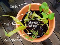 Kuebel 3 Pflanzbeispiel Mais, Tomate, Stangenbohnen
