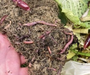 Kompostwürmer bei der Arbeit in der Wurmkiste.